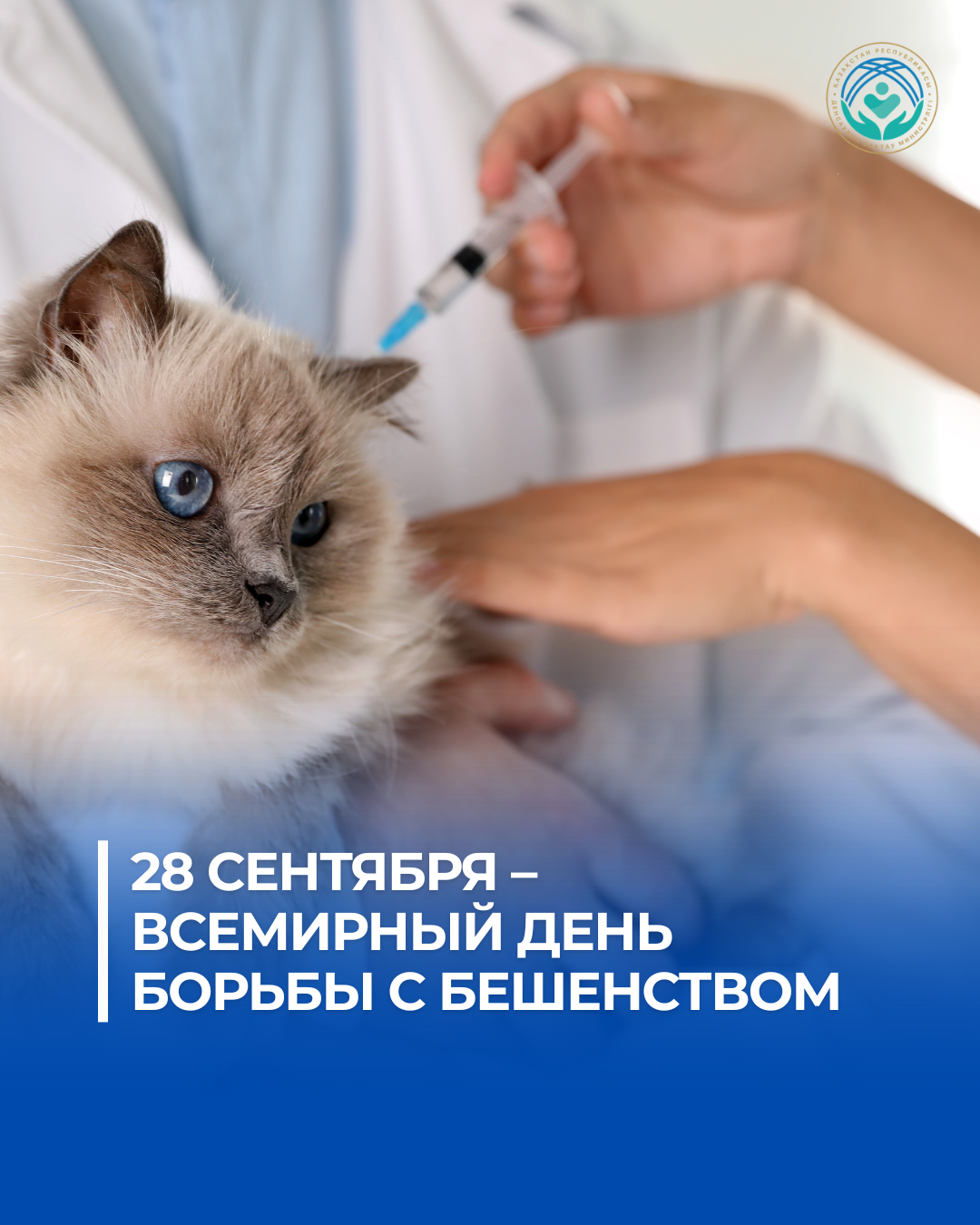 День борьбы с бешенством: что делать сразу после укуса или ослюнения животным