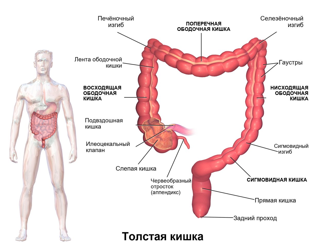 Червеобразный отросток (аппендикс) отходит от слепой кишки, в начале толстой кишки