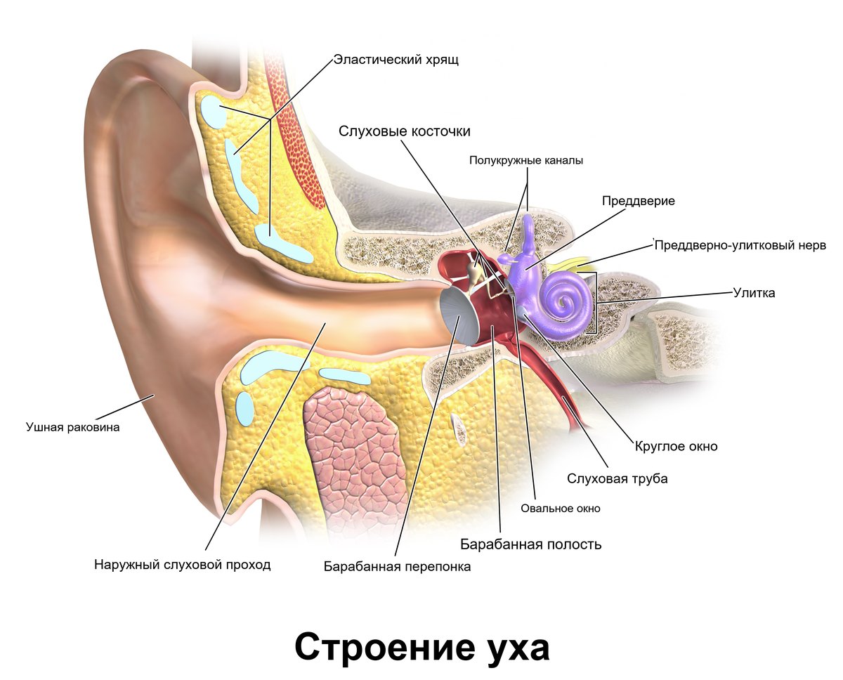 Строение уха: наружное, среднее и внутреннее ухо