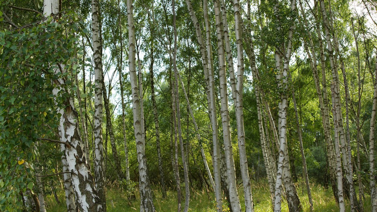 Иллюстрация к статье «chaga-berezovyj-grib-chto-dokazano»