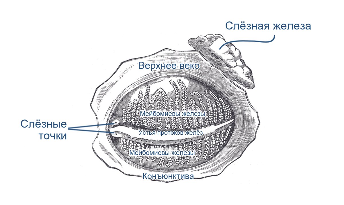 Мейбомиевы железы в толще век, вид с внутренней стороны