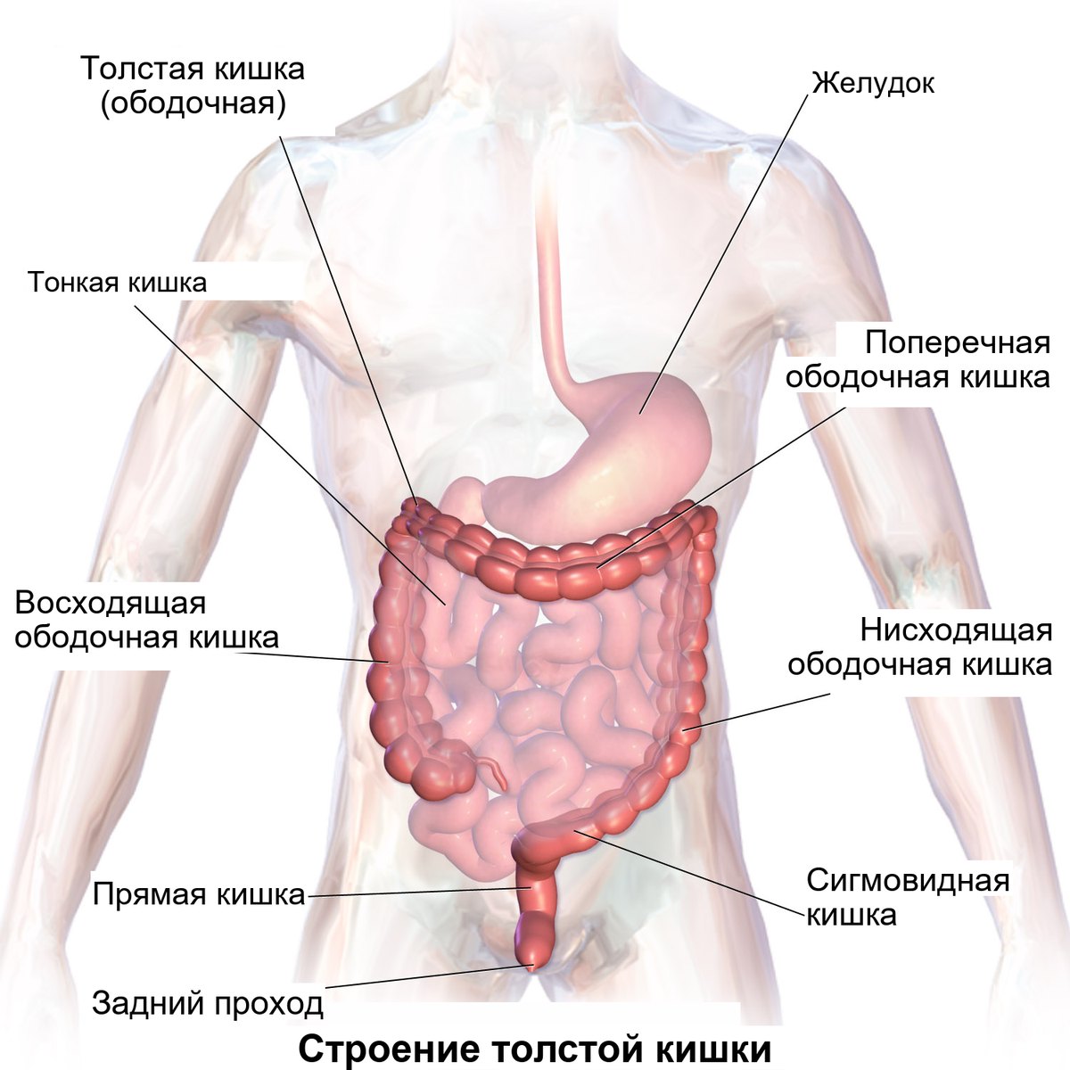 Отделы толстой кишки, которые осматривают при колоноскопии