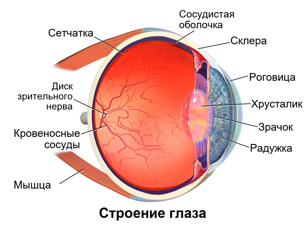 Строение глаза; конъюнктива покрывает склеру спереди и внутреннюю сторону век