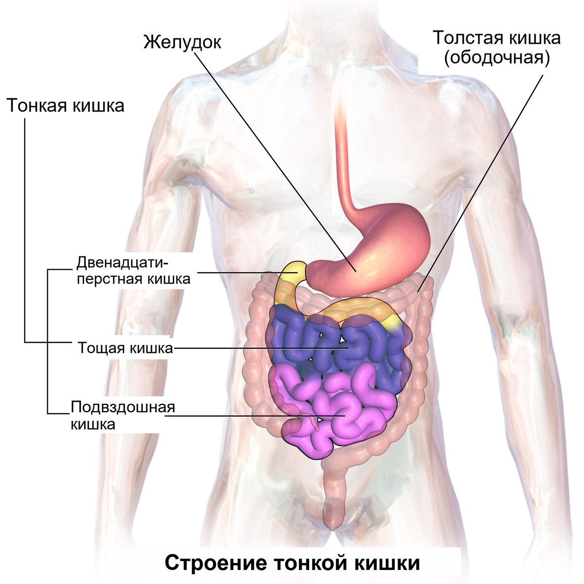 Тонкая кишка, где расщепляется лактоза
