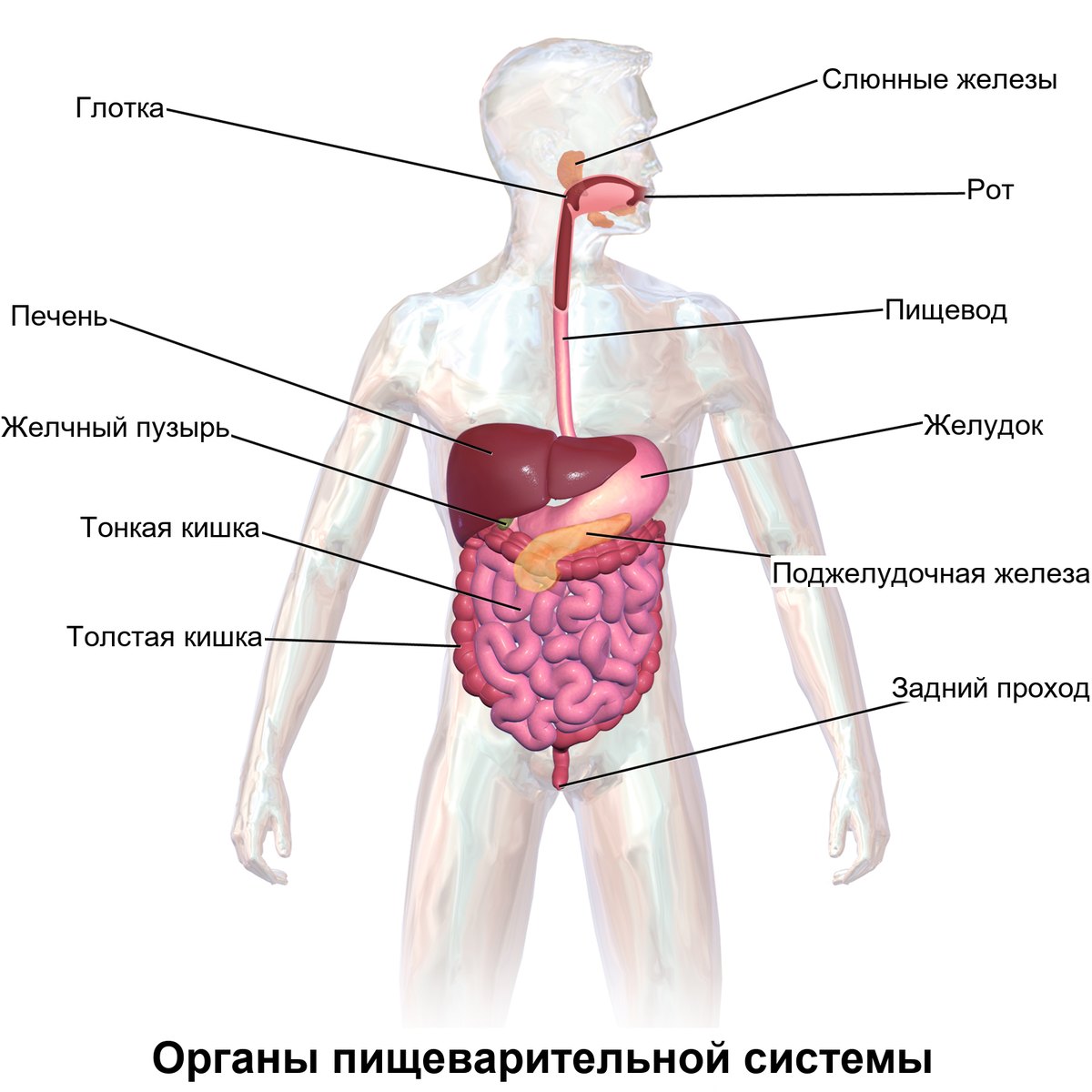 Органы пищеварительной системы: симптомы СРК связаны с работой кишечника